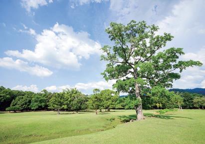 飛火野