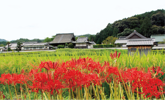 橘寺（明日香村）